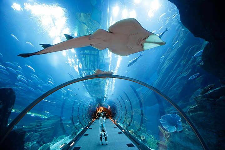 Experience the wonders of marine life at Dubai Aquarium where mesmerizing creatures glide overhead in an underwater tunnel blending seamlessly with the city's iconic skyline beyond.